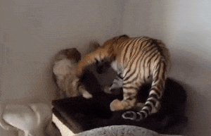 CiNYAU cats cukisÃ¡g cicasÃ¡g nagymacska GIF