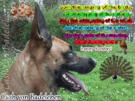 cashvonbadeleben sunday enjoy peacock happy sunday GIF