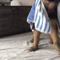 sorindumitrascu-64ac  GIF