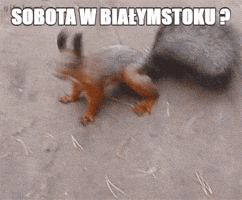 NBBIALYSTOK22  GIF