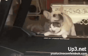 PanGif  GIF