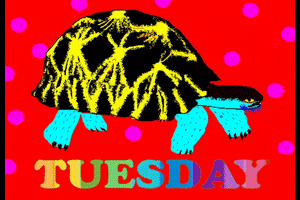 Digital art gif. Black, yellow, and cyan turtle shakes vigorously as if dancing, under a red background with psychedelic rainbow polka dots. Flashing rainbow text reads, "Tuesday Trance."