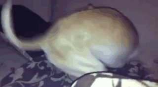 Taureny auto sex dog GIF