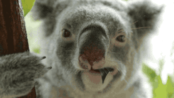 thisisqueensland drama nom koala go on GIF