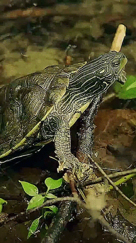 jonnyrebb stream turtle slider terrapin GIF