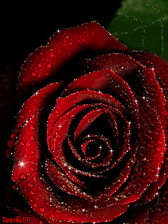 cristelvoneuw flowers GIF