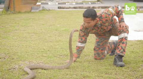 Snake Charmer Gif