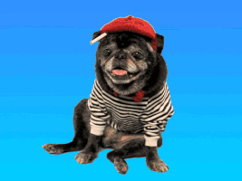 Video gif. Pug wearing a red beret with a cigarette stuck under it and striped sweater sits patiently against a gradient blue background.
