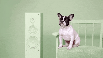 dance adopt GIF by ADWEEK
