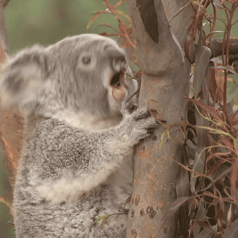 koala lol GIF by San Diego Zoo