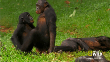 Monkey GIF