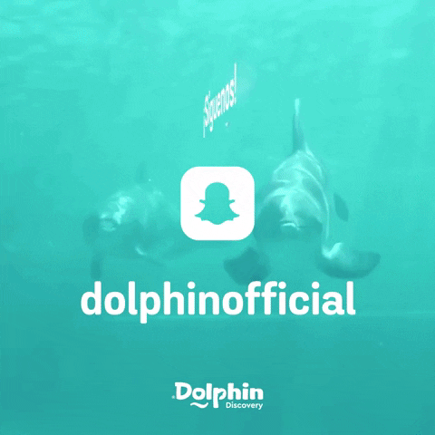 dolphindiscoveryofficial follow snapchat dolphins delfines GIF