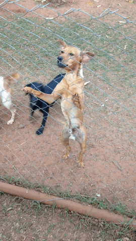 gleissoncipriano dog pet GIF