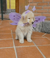 Dog Halloween GIF