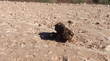 stevenlesliejohnson dung beetle GIF