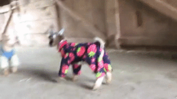 biazur  GIF