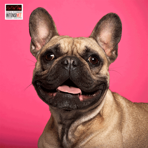 Clicker dog dogs perros dog lover GIF