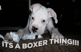 terriehurlburtbrandolini  GIF