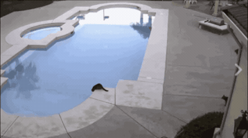 _junnguyen  GIF