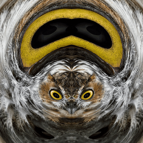distort angry birds GIF by Feliks Tomasz Konczakowski