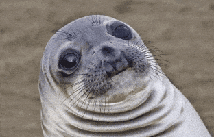 sea lion seal GIF