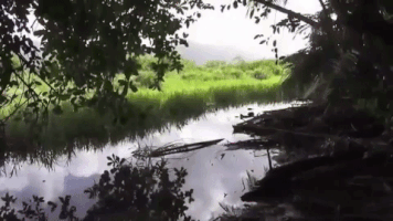 Pr Nowjournal GIF