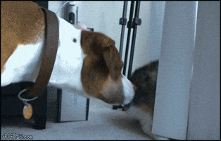 Cat Dog GIF