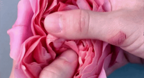 Petals GIF by NOWNESS - Find & Share on GIPHY