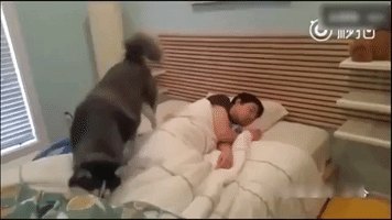 wake up dog GIF