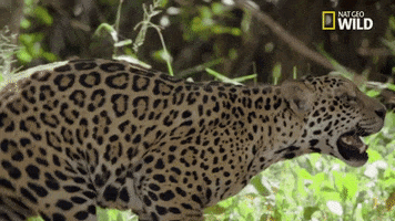 savage kingdom jaguar GIF by Nat Geo Wild 