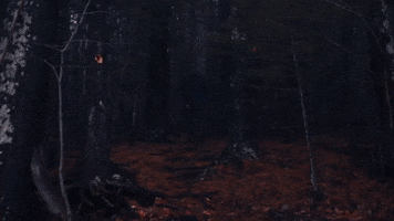 dark forest GIF by Polyvinyl Records