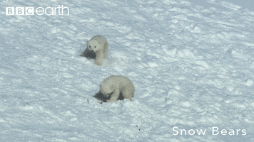 Fail Polar Bear GIF by BBC Earth