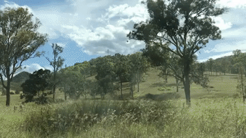 Tree GIF