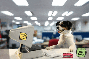 dog office GIF by Barnaby