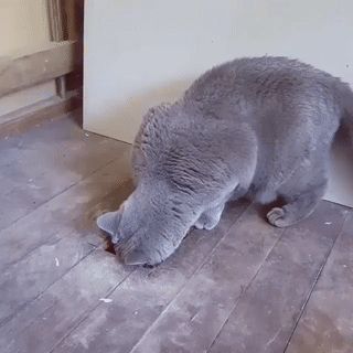 Fun GIF