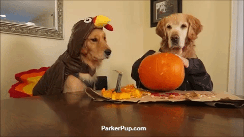 giphy.gif?cid=4d1e4f29rxujtj3uis98bbv97pyszaxxkuua0450x01srjoy&rid=giphy.gif