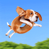 dog day lol GIF by Justin Gammon