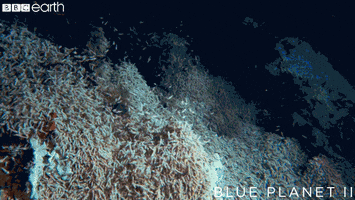 eat blue planet GIF by BBC Earth