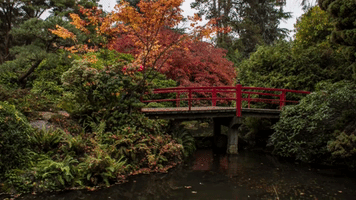 Pacific Northwest Rain GIF