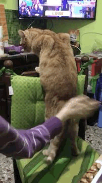 Kimino kimino #sculacciare #spanking #spanky #spankingcat GIF
