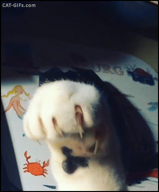 sly  GIF