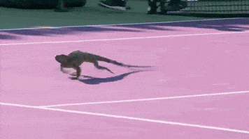 Lizard Running GIF by Miami Open