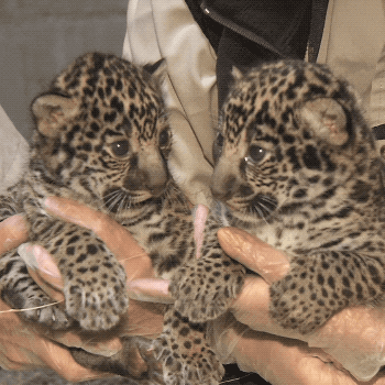 Cabeza-de-jaguar GIFs - Get the best GIF on GIPHY