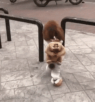 funnyboy  GIF