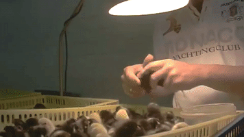 benoitvandenbroeck  GIF