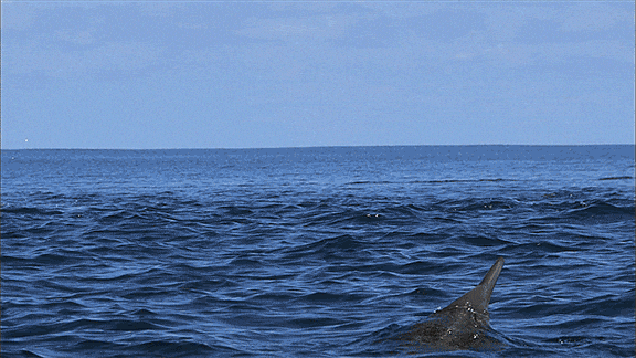 marine life dolphins GIF by ThirteenWNET