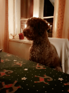 a dog sitting on the chair of the dining table seemingly waiting for his food