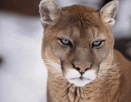 cougar Htown GIF by University of Houston