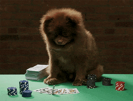 Dog Casino GIF by Bertie The Pom