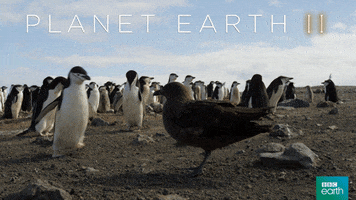 planet earth 2 fight GIF by BBC Earth